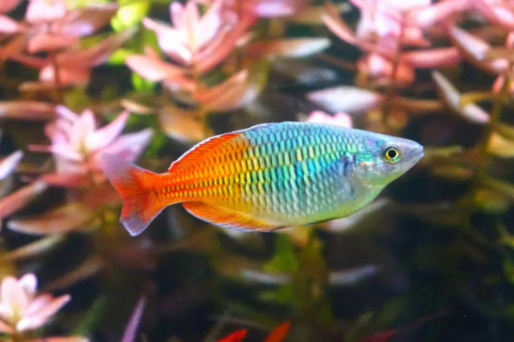 Průvodce péčí o Boesemani Rainbowfish - nastavení nádrže, chov a další informace