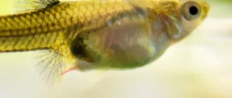 Kaip gydyti Camallanus raudonuosius kirminus akvariumo žuvyse