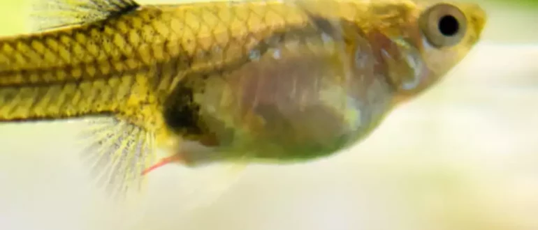 Kako zdraviti rdeče črve Camallanus pri akvarijskih ribah