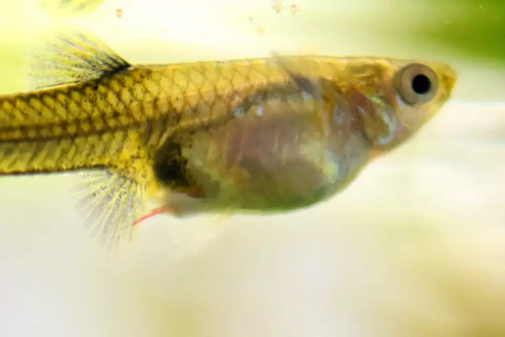 Как лечить красных червей Camallanus у аквариумных рыб