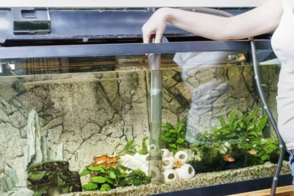 Hoe vaak moet je water verversen in een aquarium?